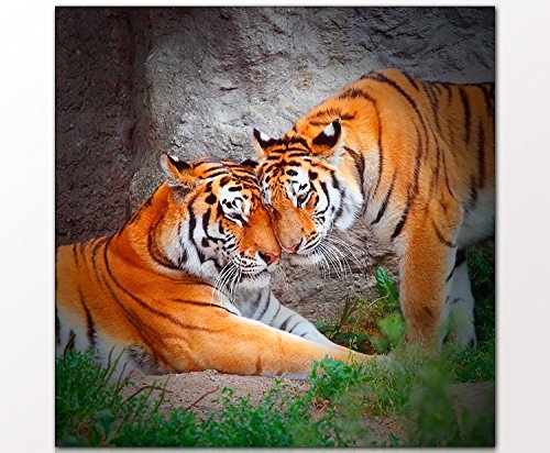 Berger Designs Tierbild Tigers couple 80x80 cm auf Leinwand und Holzkeilrahmen - Beste Qualität, handgefertigt in Deutschland