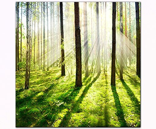 Berger Designs - Bild auf Leinwand als Kunstdruck 40 x 40 cm. Wandbild Wald Sonnenuntergang. Beste Qualität aus Deutschland