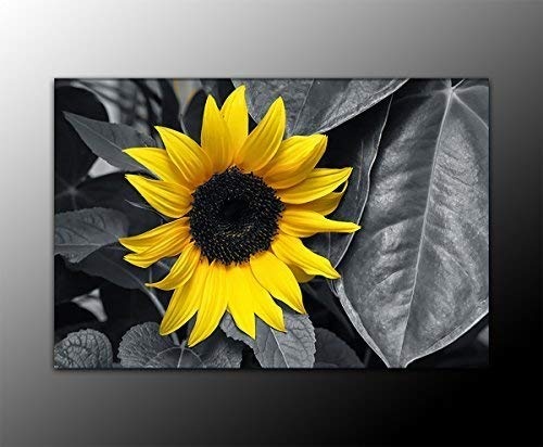 Bilderfabrik - Naturbild - Sonnenblume - auf Leinwand und Holzkeilrahmen bespannt. Beste Qualität, handgefertigt in Deutschland. (70x90 cm)