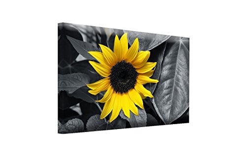 Bilderfabrik - Naturbild - Sonnenblume - auf Leinwand und Holzkeilrahmen bespannt. Beste Qualität, handgefertigt in Deutschland. (70x90 cm)