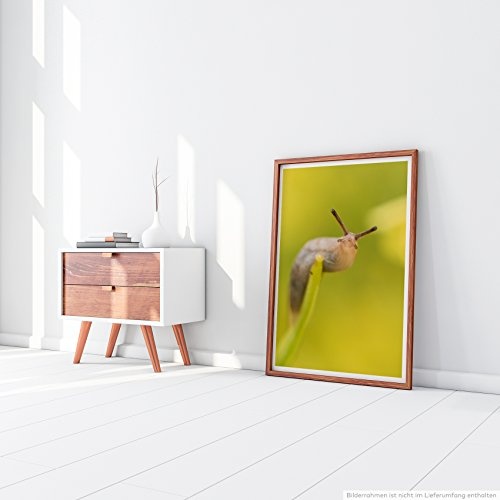 Best for home Artprints - Tierfotografie - Nacktschnecke vor gelbem Hintergrund- Fotodruck in gestochen scharfer Qualität
