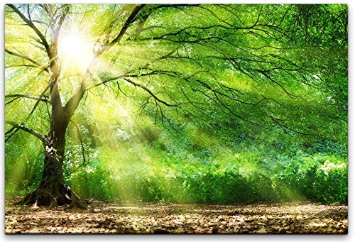 bestforhome 180x120cm Leinwandbild Alter Baum im Wald mit Sonnenstrahlen Leinwand auf Holzrahmen