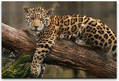 bestforhome 150x100cm Leinwandbild Jaguar auf einem Baum AST Leinwand auf Holzrahmen