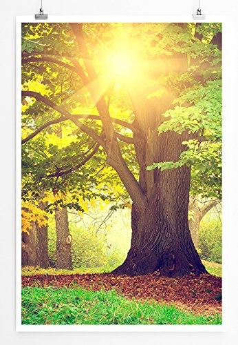 Best for home Artprints - Art - Alter Baum im sonnigen Park- Fotodruck in gestochen scharfer Qualität