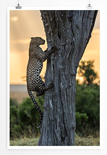 Best for home Artprints - Tierfotografie - Kletternder Leopard am Baum- Fotodruck in gestochen scharfer Qualität