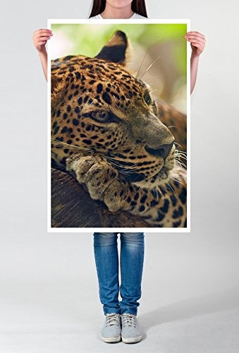 Best for home Artprints - Tierfotografie - Jaguar auf...