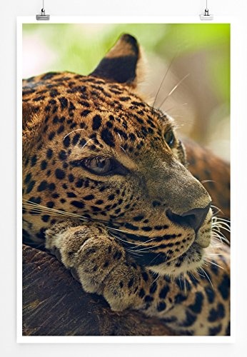 Best for home Artprints - Tierfotografie - Jaguar auf Baum- Fotodruck in gestochen scharfer Qualität