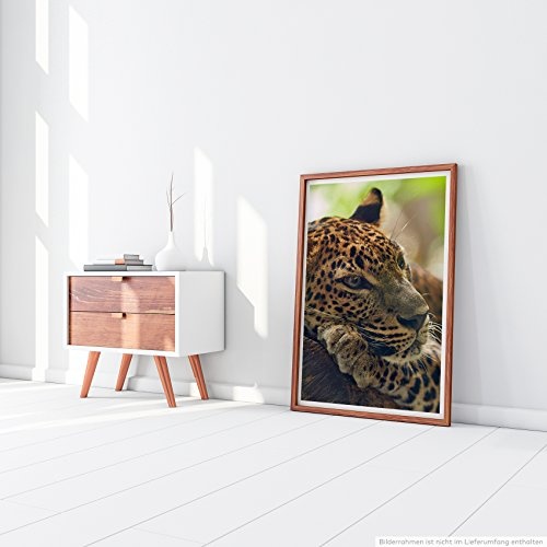 Best for home Artprints - Tierfotografie - Jaguar auf Baum- Fotodruck in gestochen scharfer Qualität