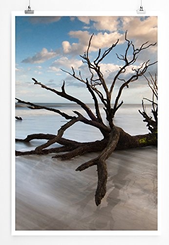Best for home Artprints - Art - Baum in Boneyard Beach South Carolina USA- Fotodruck in gestochen scharfer Qualität