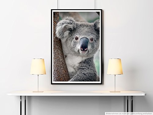 Best for home Artprints - Tierfotografie - Süßer Koalabär am Baum- Fotodruck in gestochen scharfer Qualität