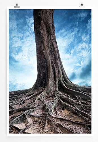 Best for home Artprints - Künstlerische Fotografie - Wurzeln eines alten Baumes - Fotodruck in gestochen scharfer Qualität