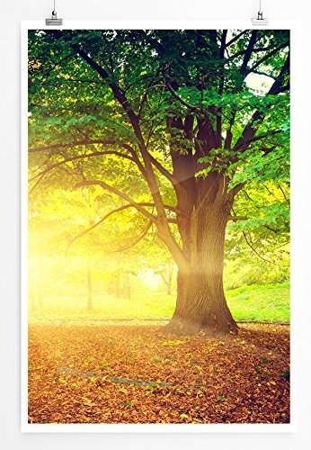 Best for home Artprints - Art - Großer Baum im sonnigen Park- Fotodruck in gestochen scharfer Qualität