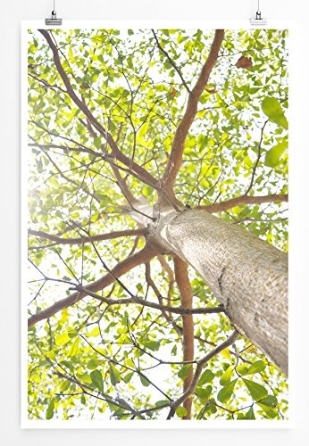 Best for home Artprints - Kunstbild - Baum aus der Froschperspektive- Fotodruck in gestochen scharfer Qualität