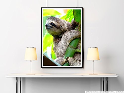 Best for home Artprints - Tierfotografie - Süßes Faultier am Baum- Fotodruck in gestochen scharfer Qualität