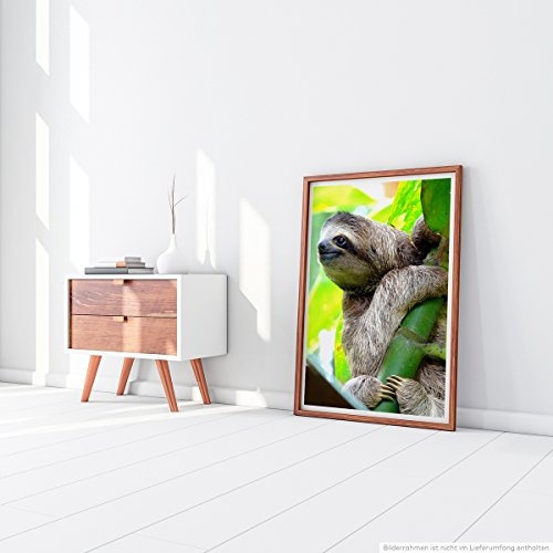 Best for home Artprints - Tierfotografie - Süßes Faultier am Baum- Fotodruck in gestochen scharfer Qualität