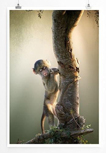Best for home Artprints - Tierfotografie - Baby Bärenpavian am Baum- Fotodruck in gestochen scharfer Qualität