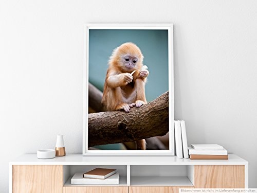 Best for home Artprints - Tierfotografie - Putziges Äffchen auf Baum- Fotodruck in gestochen scharfer Qualität