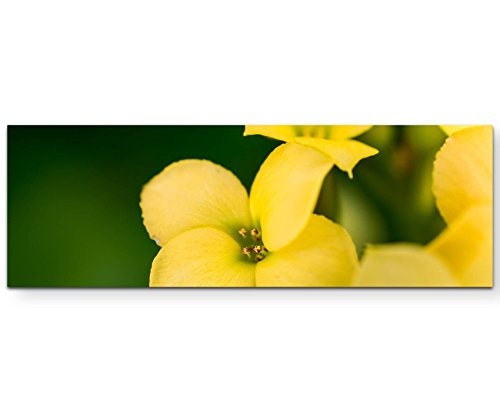 Panoramabild auf Leinwand in 150x50cm Gelbe Blüten...