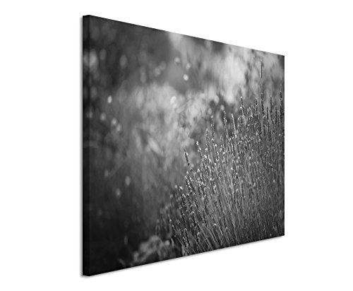 50x70cm Wandbild Fotoleinwand Bild in Schwarz Weiss Lavendel im Garten