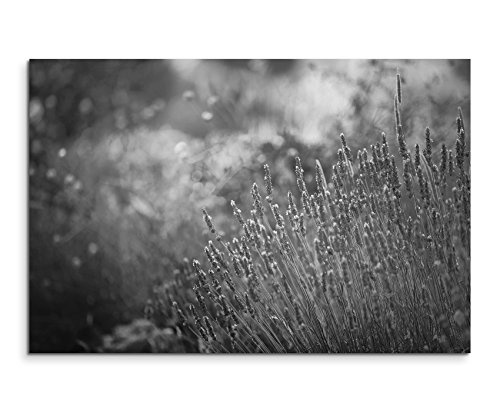 50x70cm Wandbild Fotoleinwand Bild in Schwarz Weiss Lavendel im Garten