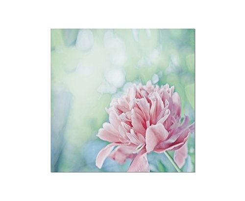 120x80 cm - Pfingstrose ( Päonien ) am blühen! Schönes Frühlingsbild. Blüte Blume Kronblätter in rosa - Bild auf Keilrahmen modern stilvoll - Bilder und Dekoration