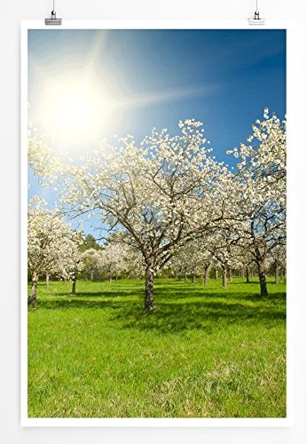 Best for home Artprints - Art - Apfelbäume im Sonnenschein- Fotodruck in gestochen scharfer Qualität