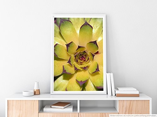 Best for home Artprints - Kunstbild - Florale Sukkulente-...