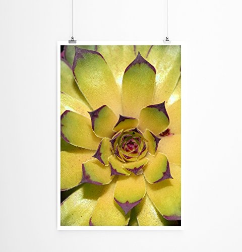 Best for home Artprints - Kunstbild - Florale Sukkulente- Fotodruck in gestochen scharfer Qualität