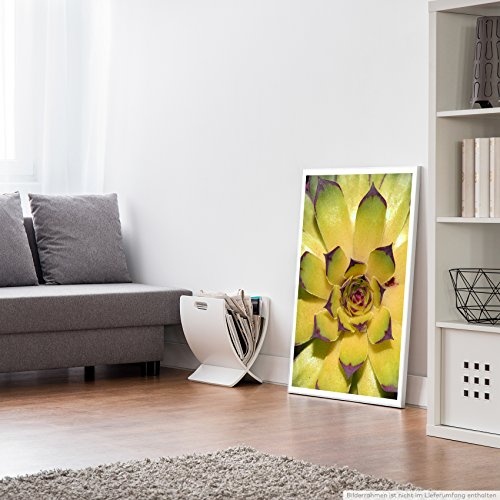 Best for home Artprints - Kunstbild - Florale Sukkulente- Fotodruck in gestochen scharfer Qualität