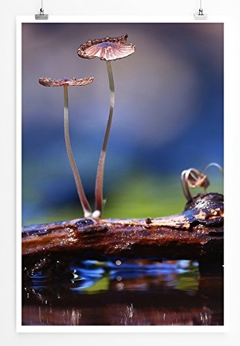 Best for home Artprints - Kunstbild - Kleine Pilze auf Holzstück- Fotodruck in gestochen scharfer Qualität