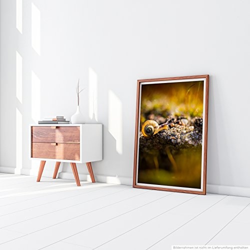 Best for home Artprints - Tierfotografie - Kleine Schnecke am Waldboden- Fotodruck in gestochen scharfer Qualität