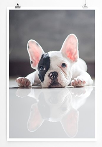 Best for home Artprints - Tierfotografie - Niedliche kleine Französische Bulldogge- Fotodruck in gestochen scharfer Qualität