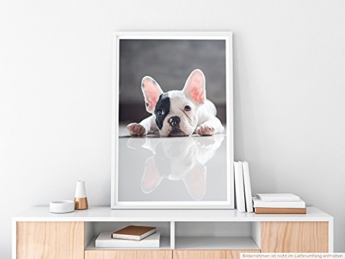 Best for home Artprints - Tierfotografie - Niedliche kleine Französische Bulldogge- Fotodruck in gestochen scharfer Qualität