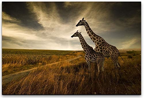 bestforhome 150x100cm Leinwandbild Zwei Giraffen in der Savanne von Afrika Leinwand auf Holzrahmen