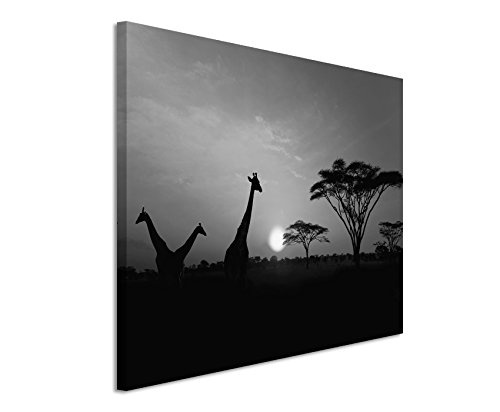 50x70cm Wandbild Fotoleinwand Bild in Schwarz Weiss Sonnenuntergang Safari Giraffen Serengeti Nationalpark