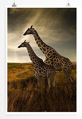Best for home Artprints - Tierfotografie - Zwei Giraffen in der Landschaft- Fotodruck in gestochen scharfer Qualität