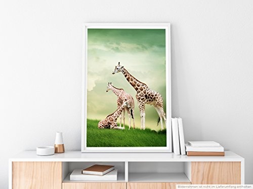 Best for home Artprints - Tierfotografie - Drei Giraffen beim Ausruhen- Fotodruck in gestochen scharfer Qualität