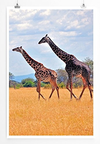 Best for home Artprints - Tierfotografie - Zwei Giraffen in der Steppe- Fotodruck in gestochen scharfer Qualität