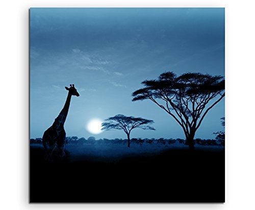60x60cm Wandbild Fotoleinwand Bild in Blau Sonnenuntergang Safari Giraffen Serengeti Nationalpark