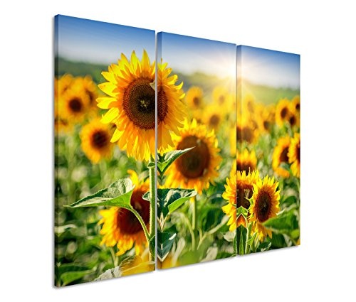Modernes Bild 3 teilig je 40x90cm Naturfotografie - Sonnenblumenfeld mit blauem Himmel