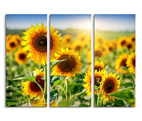 Modernes Bild 3 teilig je 40x90cm Naturfotografie - Sonnenblumenfeld mit blauem Himmel