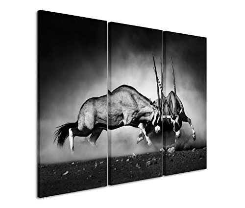 Modernes Bild 3 teilig je 40x90cm Tierfotografie - Kämpfende Spießböcke schwarz weiß