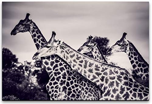 bestforhome 150x100cm Leinwandbild Vier Giraffen in der...