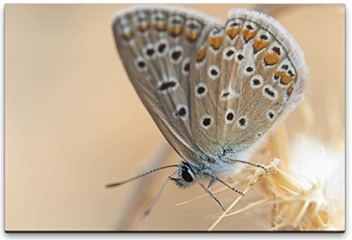 bestforhome 150x100cm Leinwandbild Beiger Schmetterling sitzt auf Einer Blume Leinwand auf Holzrahmen