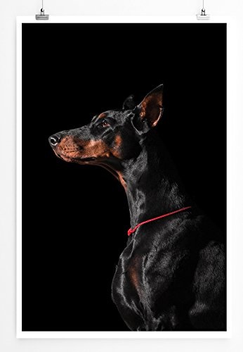 Best for home Artprints - Tierfotografie - Porträt eines schwarzen Dobermanns von der Seite- Fotodruck in gestochen scharfer Qualität