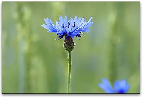 150x100cm Leinwandbild Blaue Kornblume am blühen auf...