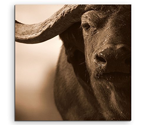 Fotokunst quadratisch 60x60cm Tierfotografie - Portrait eines Kaffernbüffels mit Hörnern
