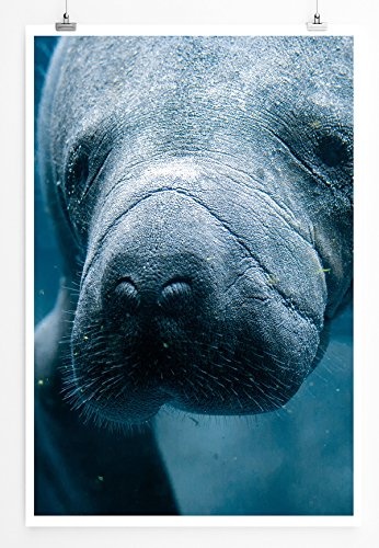 Best for home Artprints - Tierfotografie - Unterwasser Porträt einer Seekuh- Fotodruck in gestochen scharfer Qualität