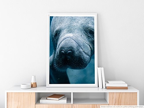 Best for home Artprints - Tierfotografie - Unterwasser...