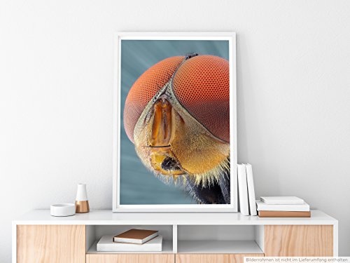 Best for home Artprints - Tierfotografie - Detailaufnahme einer Hausfliege- Fotodruck in gestochen scharfer Qualität